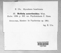 Image of Amazonia asterinoides